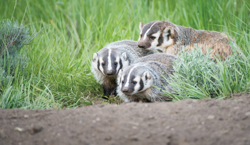 American Badger Animal: Four-Legged Excavators